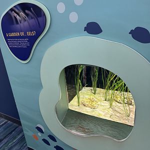 Garden Eel Wall Exhibit- February 2025