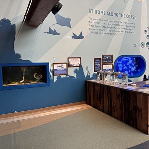 Blue Lobster and Moon Jelly Exhibit- February 2025