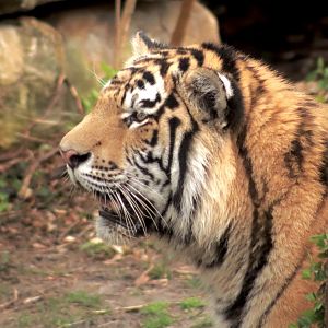 Amur Tiger- April 2025