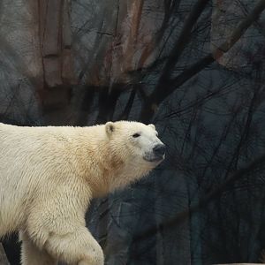 New Polar Bears- April 2025