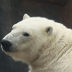 New Polar Bears- April 2025
