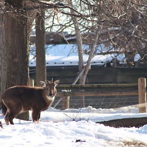 Chinese Goral- January 2025