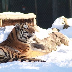 Amur Tiger- January 2025