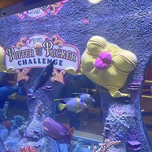 Finn’s Puffer Pucker Challenge- May 2024