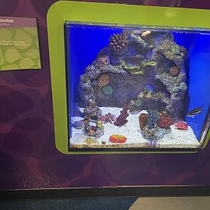 Leaf Scorpionfish Tank- May 2024