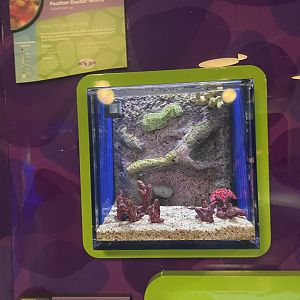 Feather Duster Worm Tank- May 2024