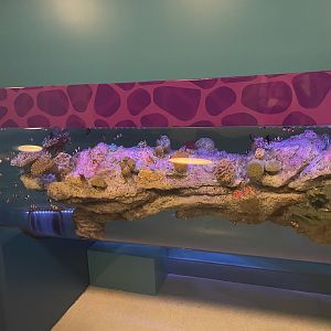 Unique Clownfish Tank- May 2024