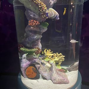 Generic Coral Reef Tank- May 2024