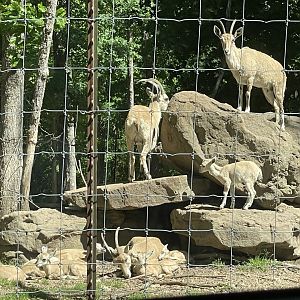 Drive-Thru Safari- Nubian Ibex- May 2024