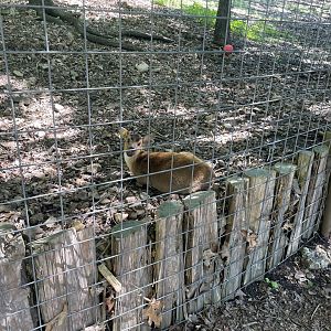 Reeve’s Muntjac- May 2024