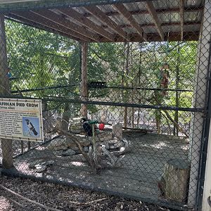 African Pied Crow Exhibit- May 2024