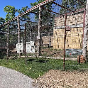 Lion and Tiger Mixed Exhibit- May 2024