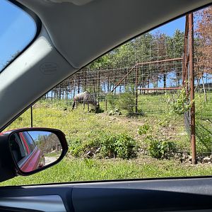 A Single Blue Wildebeest- May 2024