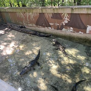 Alligator Pit- May 2024