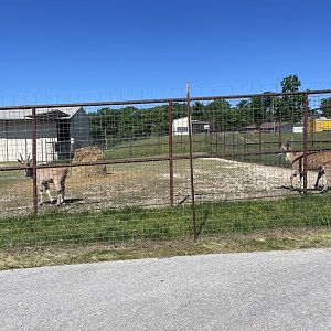 Common Eland- May 2024