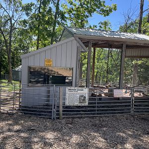 Brown Lemur Exhibit- May 2024