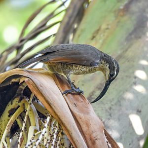 Paradise Riflebird