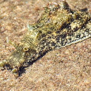 White-speckled Seahare