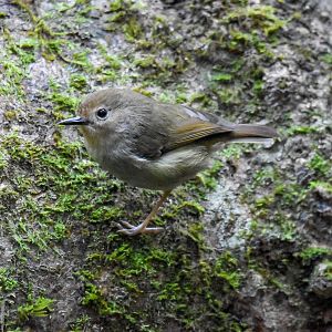 Large-billed Scrubwren