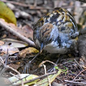 Australian Logrunner