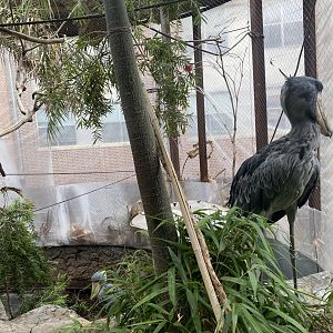 Shoebill Storks (Balaeniceps rex)