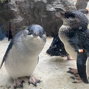 A curious Little Blue (April 19, 2025)