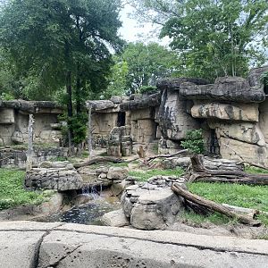 Cheetah exhibit (April 18, 2025)