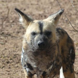 African Wild Dog - Heart of Africa - 02.04.25