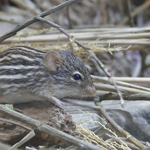 Barbary Striped Grass Mouse - Heart of Africa - 02.04.25