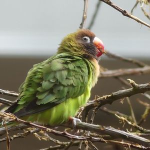 Black Cheeked Lovebird - Heart of Africa - 02.04.25