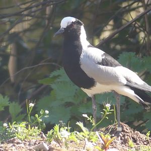 Blacksmith Plover/Lapwing - Heart of Africa - 02.04.25