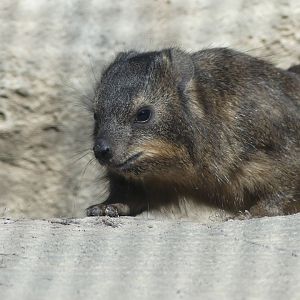 Cape Rock Hyrax - Heart of Africa - 02.04.25