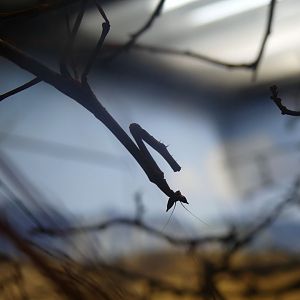 Cat Eyed Mantis - Heart of Africa - 02.04.25