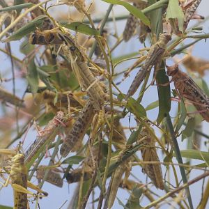 Desert Locust - Heart of Africa - 02.04.25