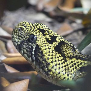 Ethiopian Mountain Adder - Heart of Africa - 02.04.25