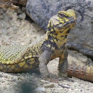 Geyr’s Spiny Tailed Lizard (male) - Heart of Africa - 02.04.25