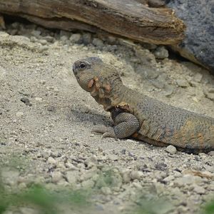 Geyr’s Spiny Tailed Lizard (female) - Heart of Africa - 02.04.25