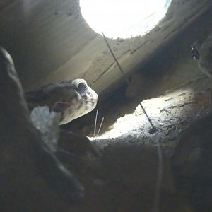 Keyserling’s Wonder Gecko - Heart of Africa - 02.04.25