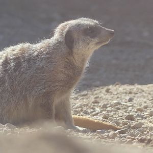 Meerkat - Heart of Africa - 02.04.25