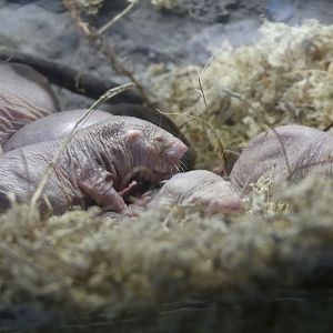 Naked Mole Rats - Heart of Africa - 02.04.25