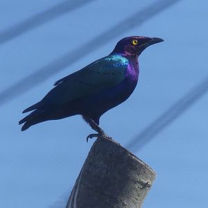 Purple Glossy Starling - Heart of Africa - 02.04.25