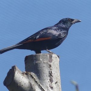 Red Winged Starling - Heart of Africa - 02.04.25
