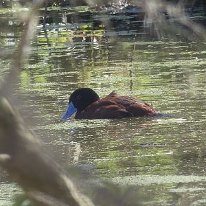 Maccoa Duck - Heart of Africa - 02.04.25