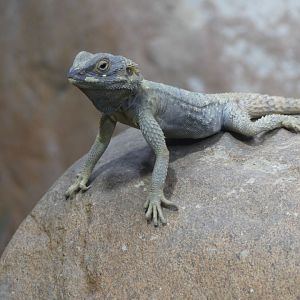 Starred Agama (male) - Heart of Africa - 02.04.25