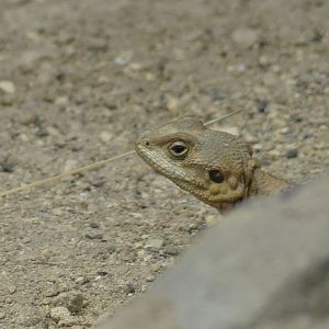 Starred Agama (female) - Heart of Africa - 02.04.25