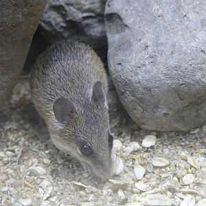 Turkish Spiny Mouse - Heart of Africa - 02.04.25