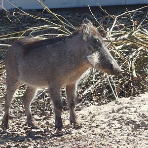 Warthog - Heart of Africa - 02.04.25