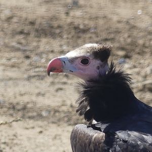 White Headed Vulture - Heart of Africa - 02.04.25