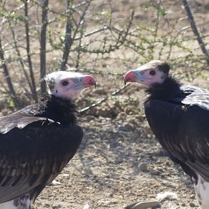 White Headed Vultures - Heart of Africa - 02.04.25