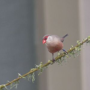 (Common) Waxbill (male) - Heart of Africa - 02.04.25